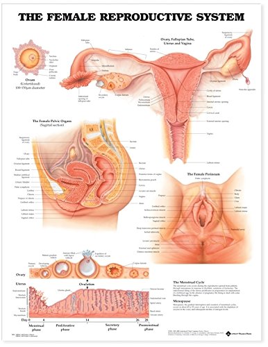 The Female Reproductive System Chart