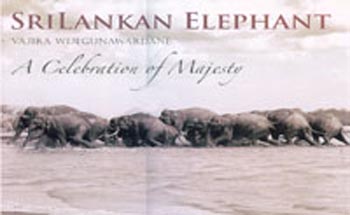 Sri Lankan Elephant A Celebration of Majesty