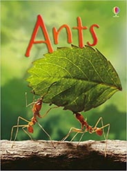 Usborne Beginners Ants