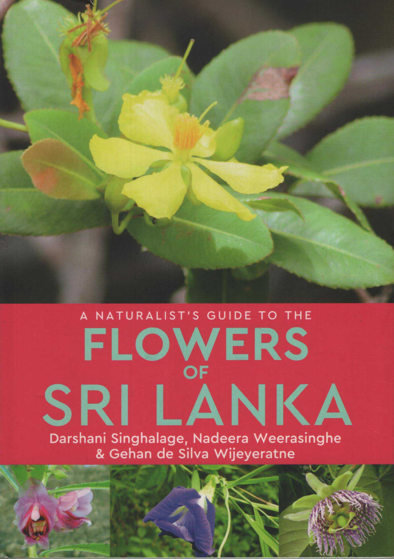 A Naturalists Guide To The Flowersa Of Sri Lanka