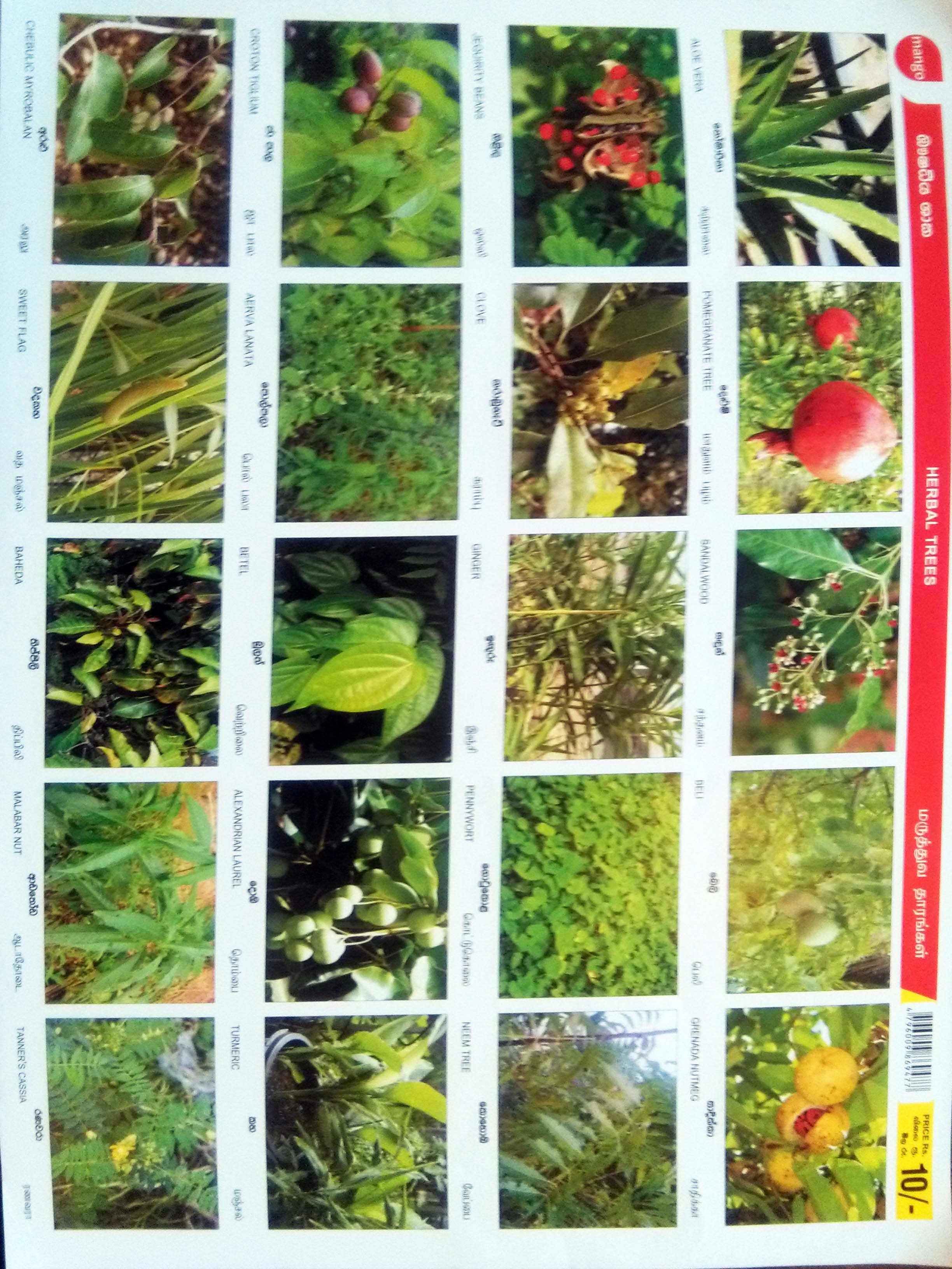 Mango Herbal Trees Scrap Sheets